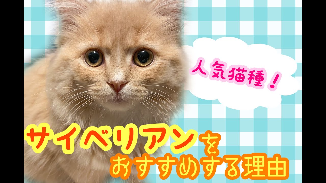 我が家が数いる猫種からサイベリアンの子猫を選んだ理由