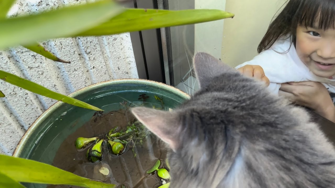 ビオトープで生き物を観察する猫　ノルウェージャンフォレストキャット　Cat observing creatures in a biotope