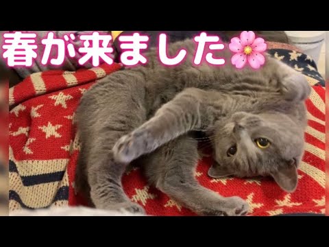 【シャルトリュー】猫の居場所で季節を感じる🌸