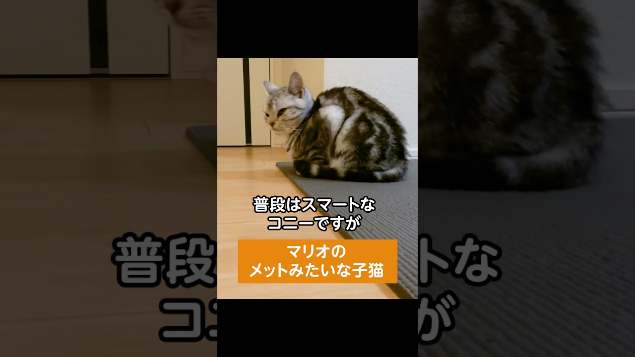 マリオのメットみたいな子猫　#shorts #ねこのいる生活 #ねこ