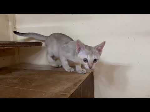 9月1日生まれのシンガプーラの女の子☆