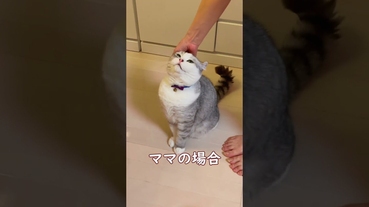 次男の抱っこだけは許せない兄猫@shorts