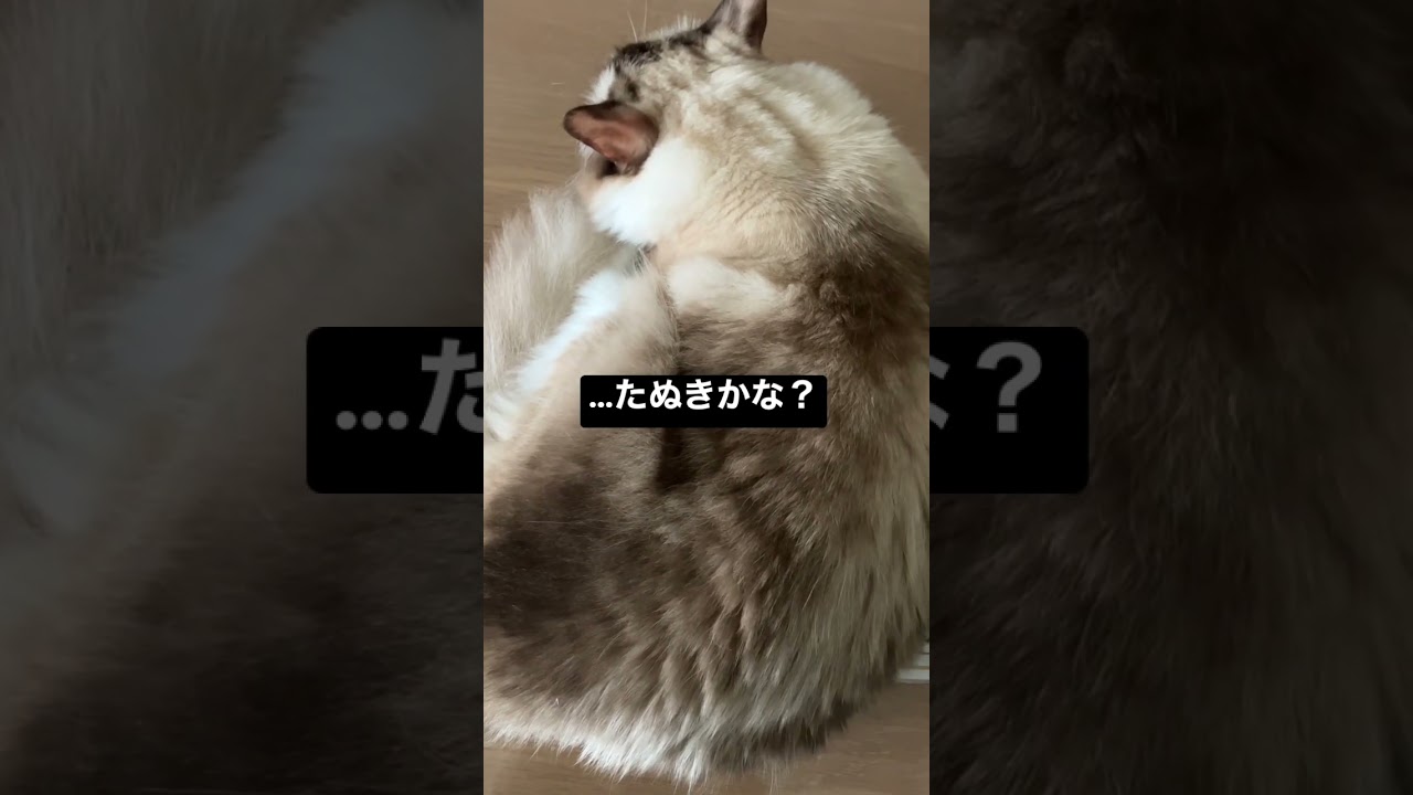 毛玉が落ちてました #shorts #ragdoll #ショート #ラグドール