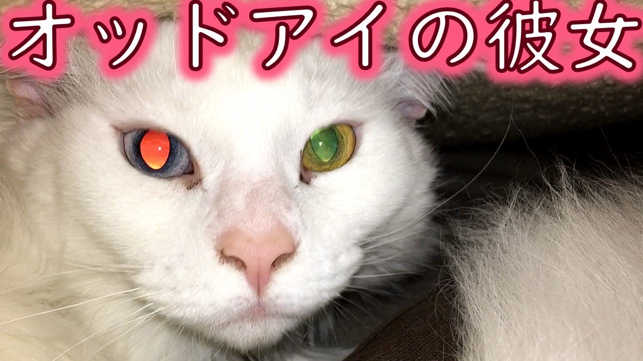 オッドアイが宝石のような猫【メインクーン】