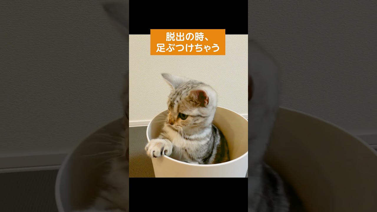 脱出の時足をぶつけちゃう子猫【アメリカンショートヘアー】  #shorts #猫のいる暮らし  #猫動画