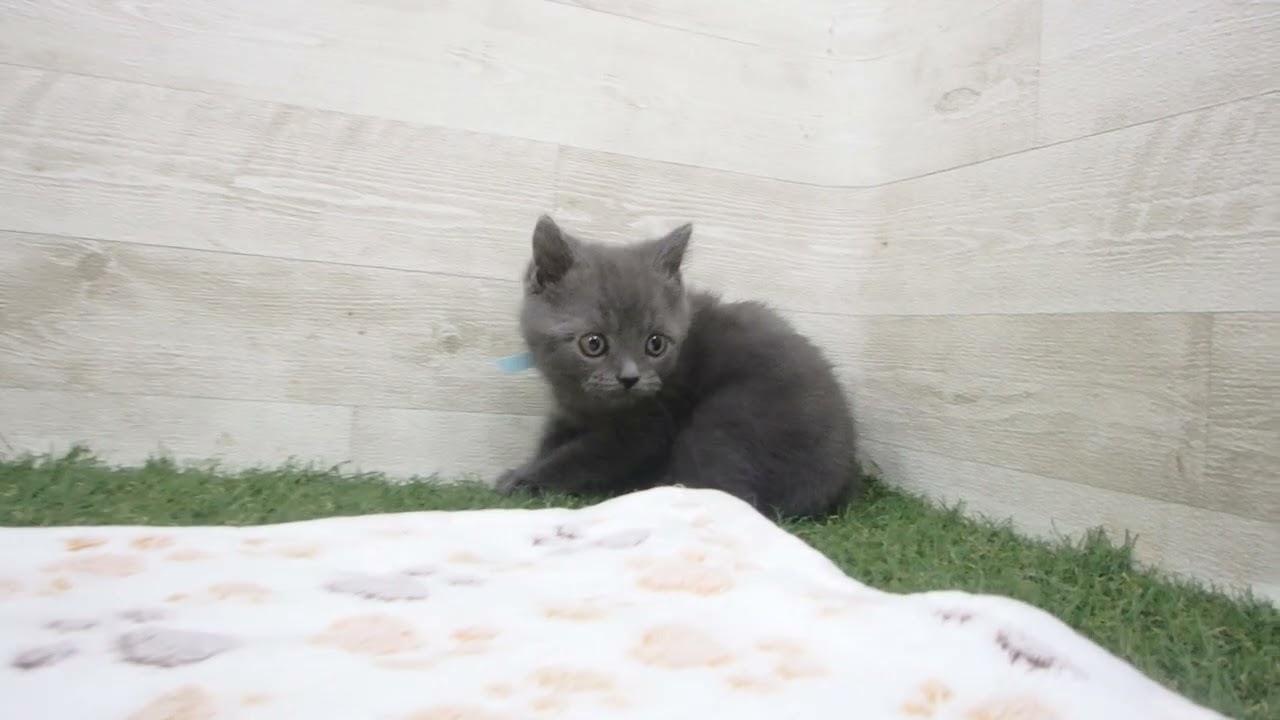 00612569 ブリティッシュショートヘアー