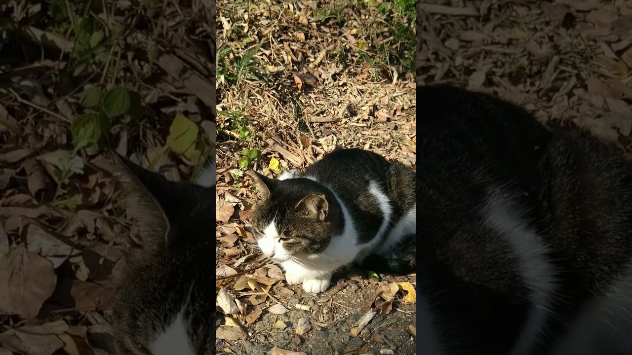 日向ぼっこをする日本猫 Japanese cat basking in the sun