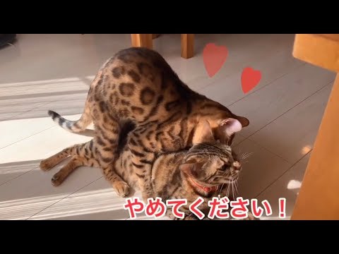 雌猫のベンガル猫ベルは雄猫テトがウザい