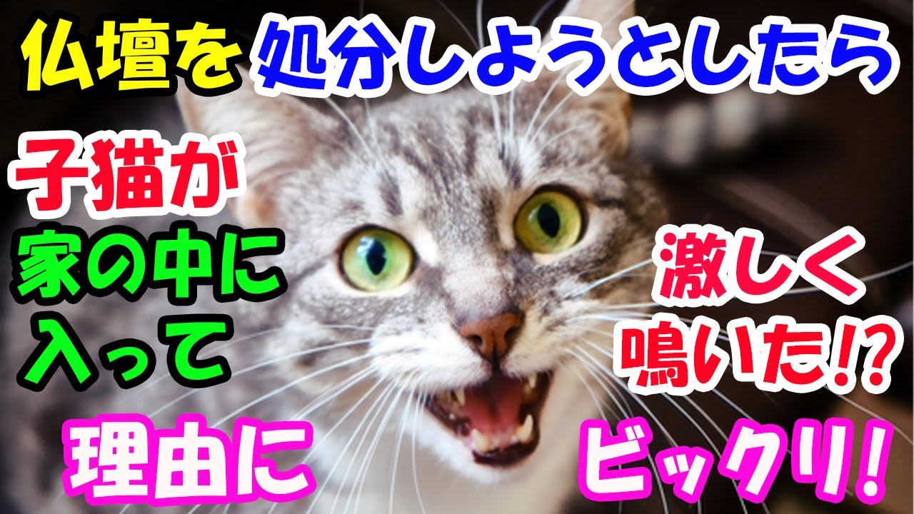 仏壇を処分しようとしたら、突然子猫が家の中に入ってきて激しく騒ぎ出した!?理由にビックリ!【猫の不思議な話】【朗読】
