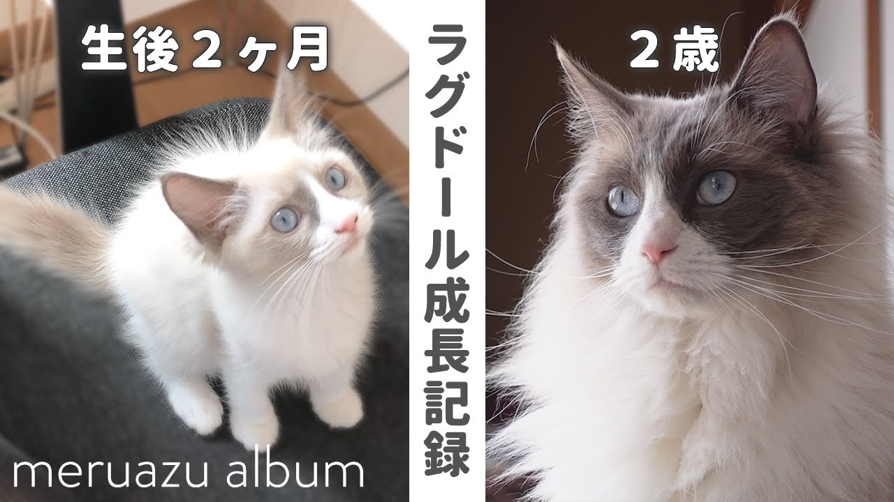 【祝2歳】ラグドールの生後2ヶ月から2歳までの成長記録