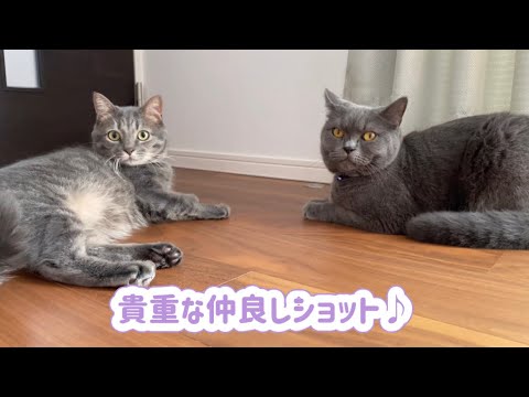 ルンバが掃除中の僕たちは仲良しです♪【ブリティッシュショートヘア】