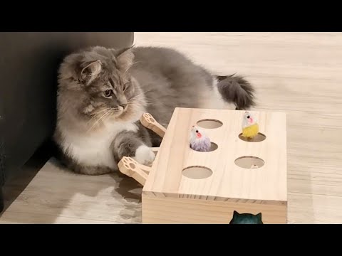 サイベリアンが賢い猫だということが証明される動画が撮れてしまった。【サイベリアンのラフィ】#shorts