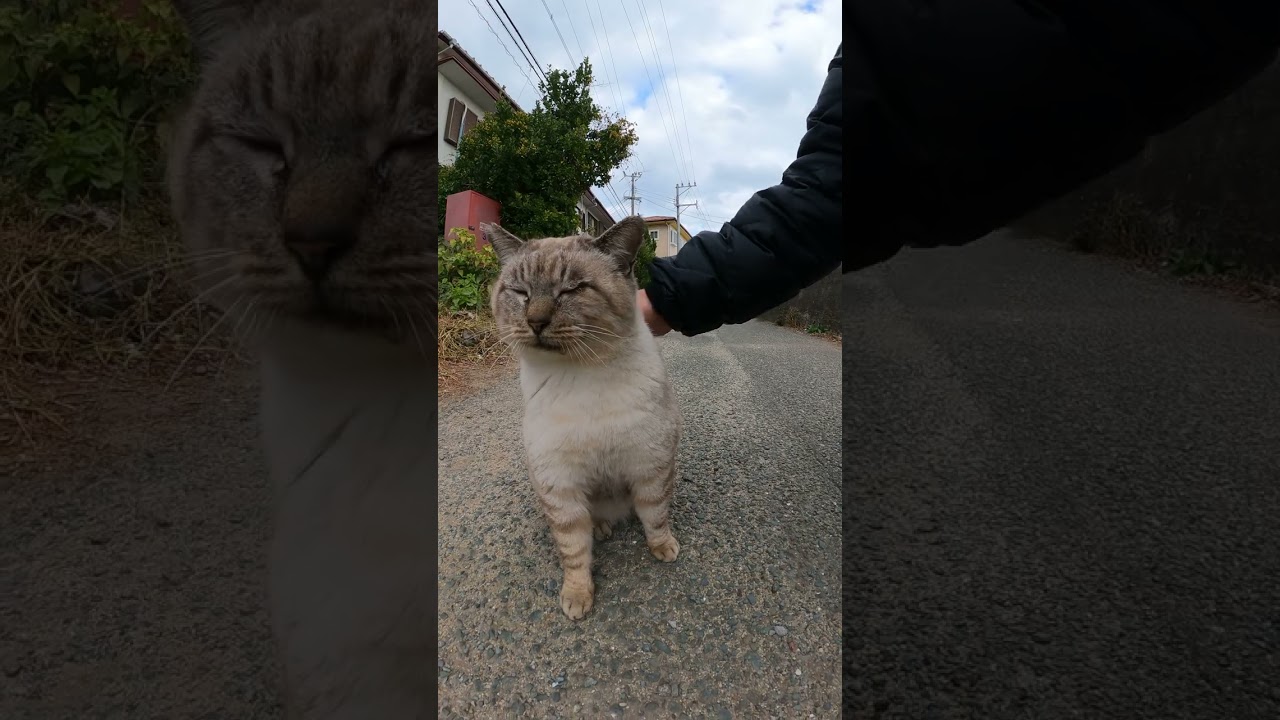 【cat】貫禄があるおじいちゃんシャム猫