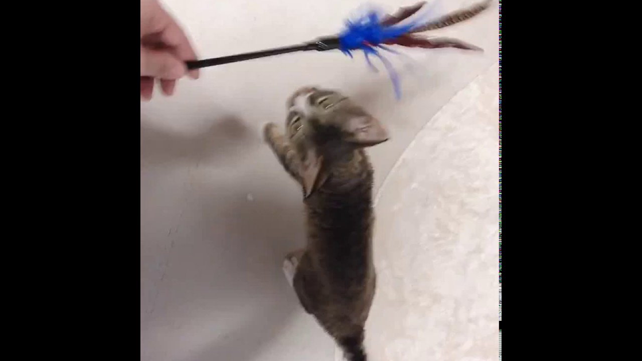 抜け毛の少ないプードルキャット！デボンレックス