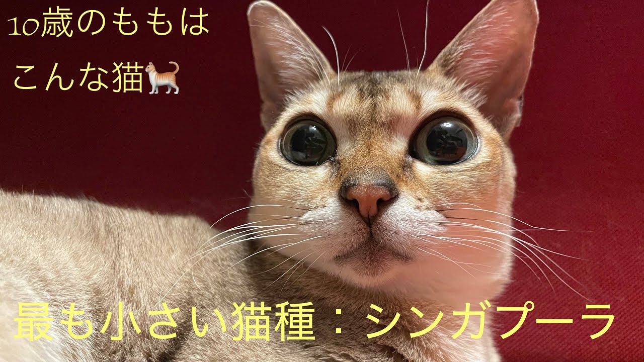 うちのにゃんず紹介②：シンガプーラ「もも」