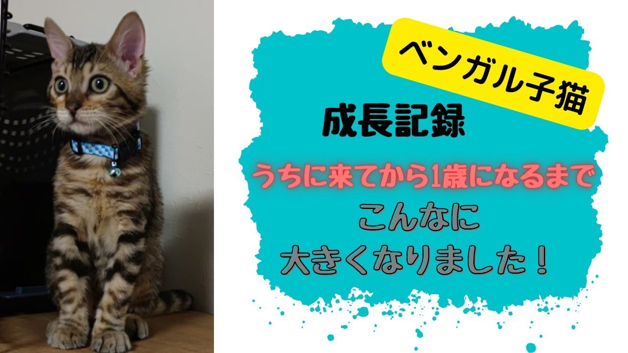 【ベンガル猫】うちに来てから１歳までの成長記録♥