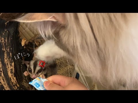 小動物にも優しい猫がノルウェージャンフォレストキャットです【ノルウェージャンフォレストキャット】