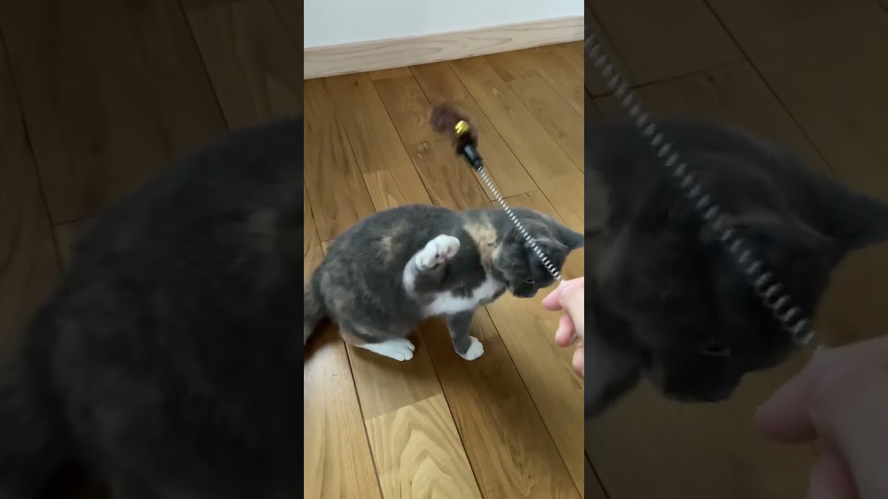 ダイソーの猫じゃらしで遊ぶ🐈 #セルカークレックス #子猫成長記録