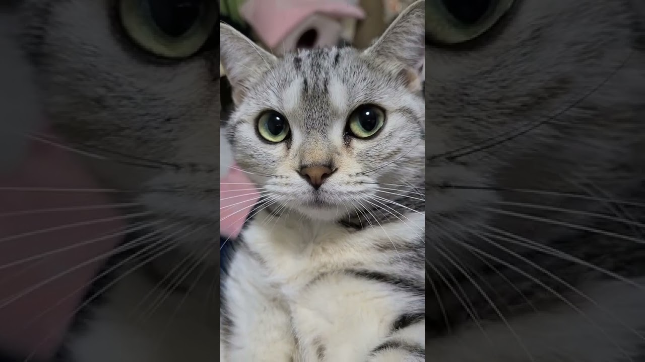 パパの回りをチョロチョロするなこちゃん。😃❤️😃アメリカンショートヘアー