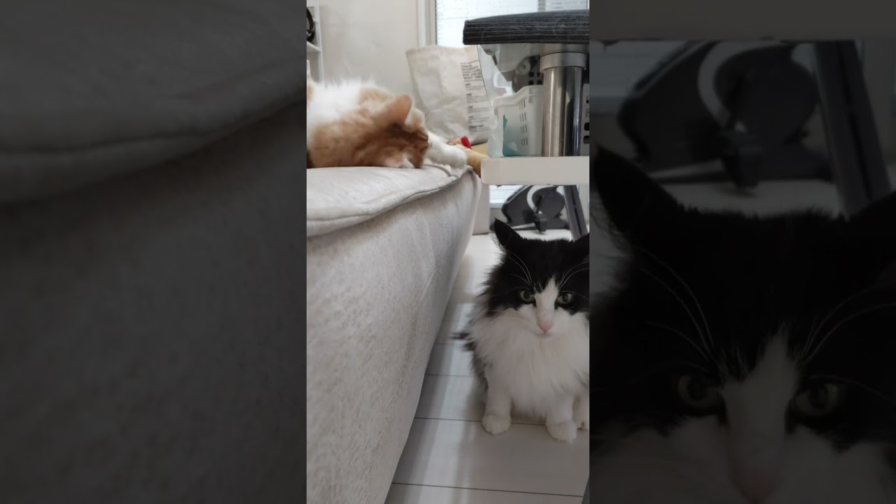 でか猫メインクーンの日常