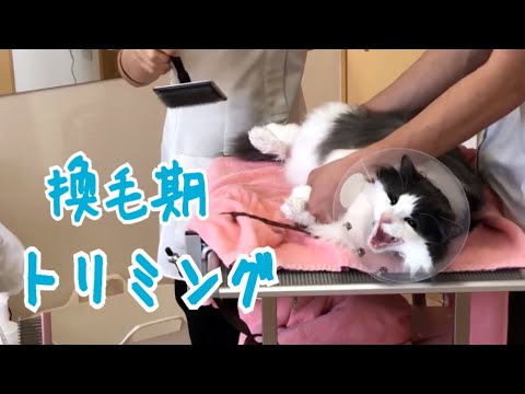 長毛猫のトリミング！料金も！【ノルウェージャンフォレストキャット】