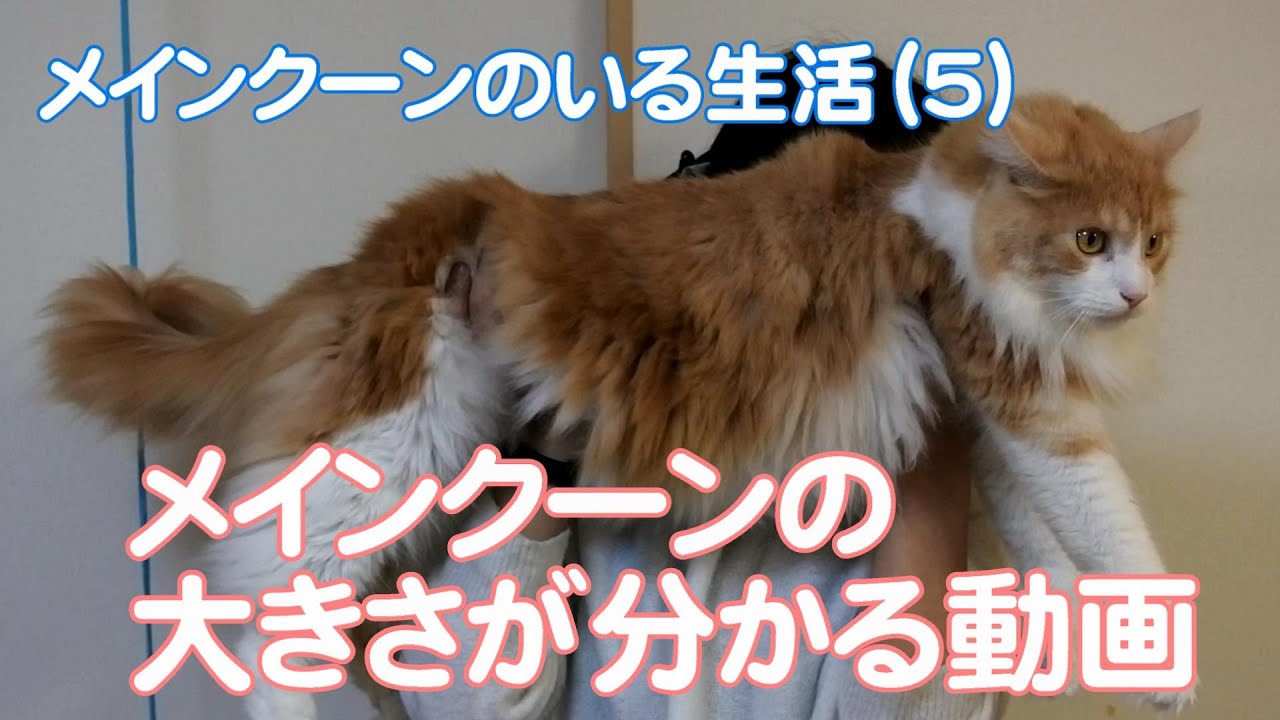【メインクーンのいる生活5】メインクーンの大きさが分かる動画/Video showing the size of Maine Coon.