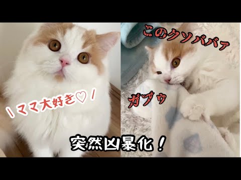 【悲報】可愛い子猫が凶暴化！【スコティッシュフォールド】