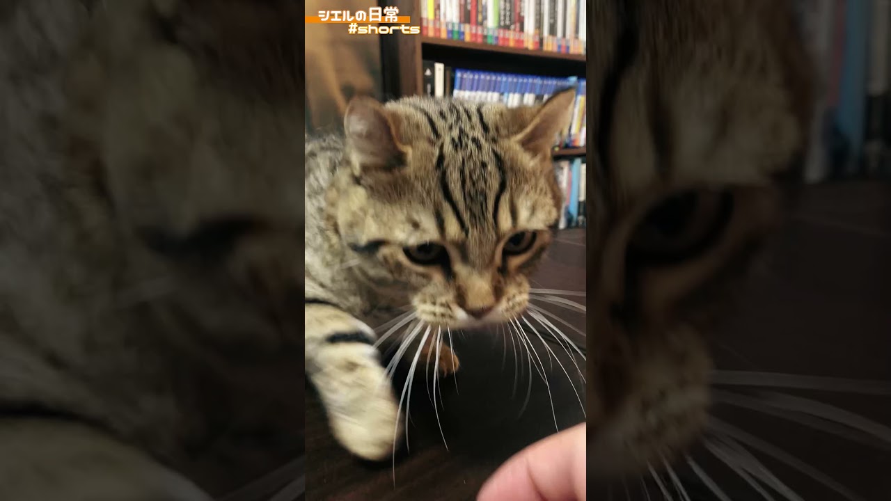 ブチギレてるシエル君がこちら　/キンカロー　マンチカン×アメリカンカール　#Shorts