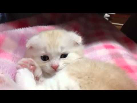 クリームタビーロング ヘアー オス 折れ耳