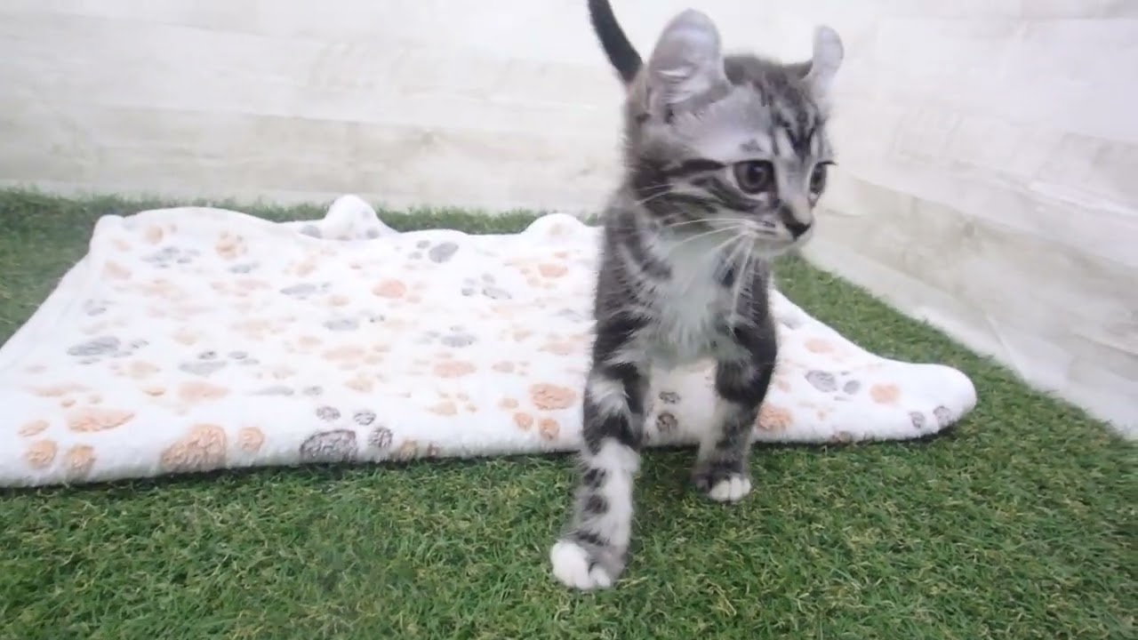 Coo&RIKU　No00594324 アメリカンカール