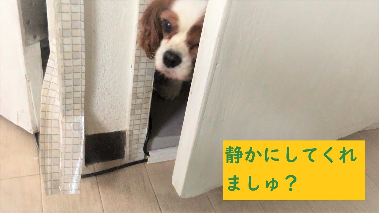 【犬猫の癒し動画】可愛い日本猫＆キャバリア…プチリフォームを覗きに来る犬さん【第14話】