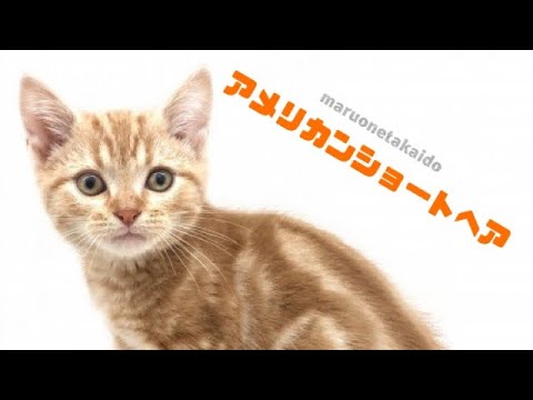 【アメリカンショートヘア】ようこそ高井戸店へ