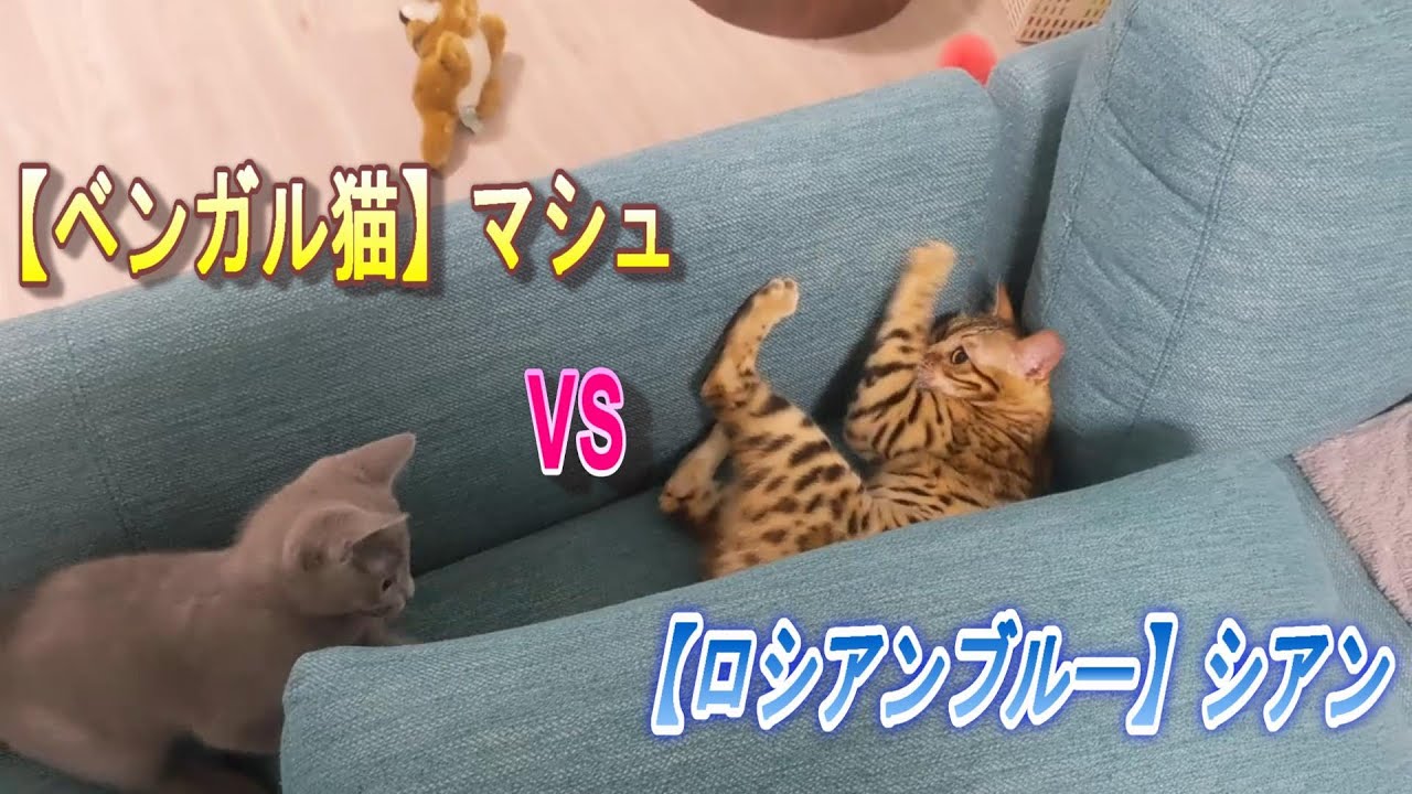 【衝撃】"ベンガル猫" VS "ロシアンブルー"のバトルがすごすぎる