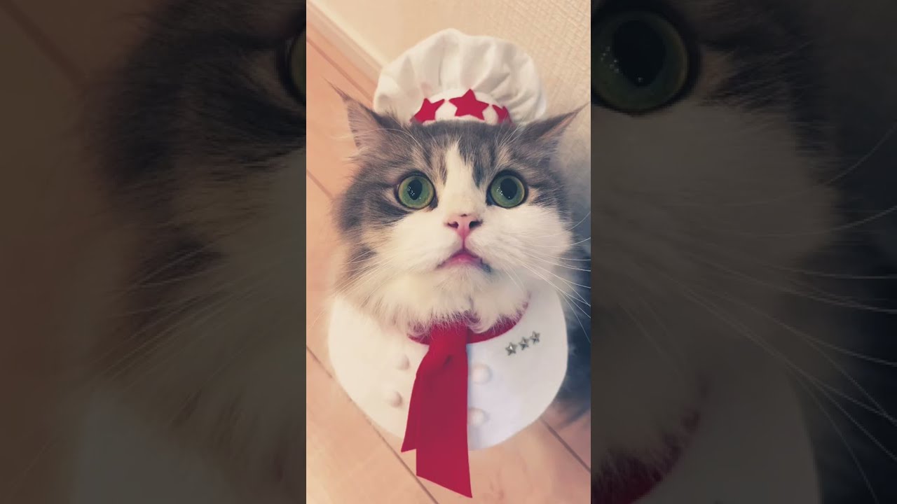 かわいいコックさん#shorts #猫 #セルカークレックス