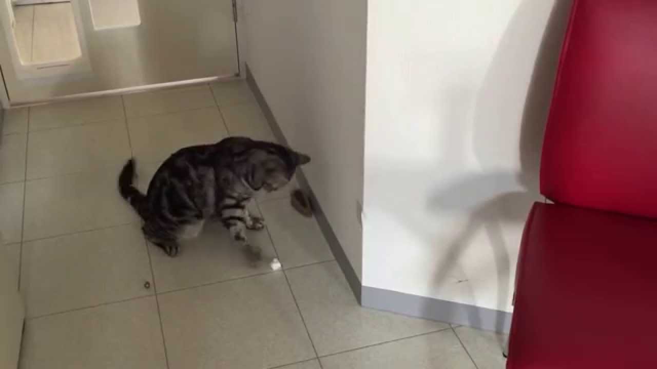 アメショ佐助   ティッシュボールでひとりサッカー