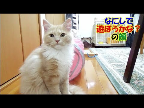 生後４ヶ月のラガマフィンの男の子 - 先住猫との関係性が見えて来ました