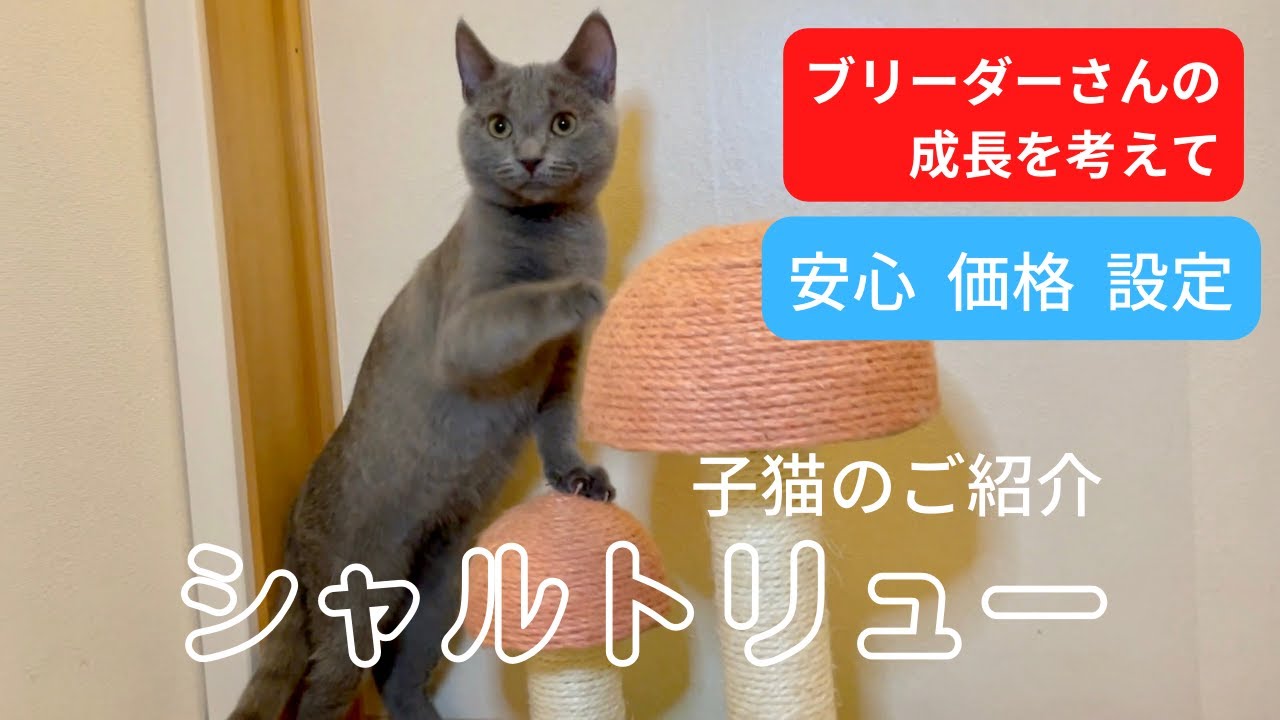 【シャルトリュー子猫たちのご案内】性格を作り上げてきた子猫たち！