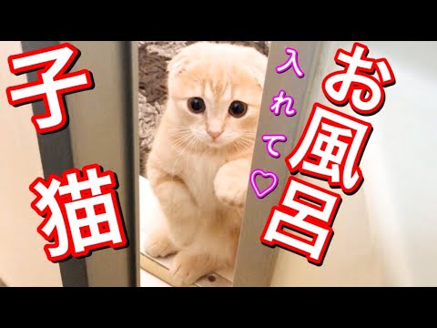 苦手なのにお風呂に進入しちゃった子猫が可愛い！【短足マンチカン】