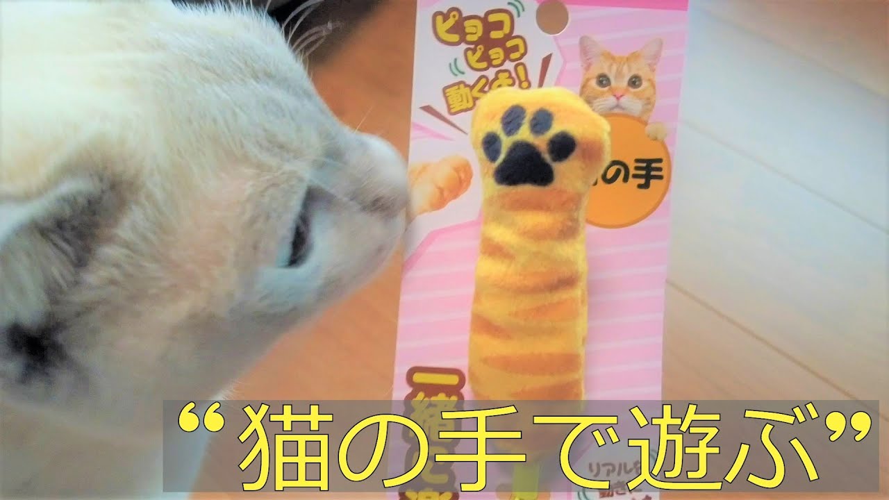 【大好評】【ロシアンブルー×トンキニーズ】猫の手おもちゃが思いのほか好評でした（＃18）