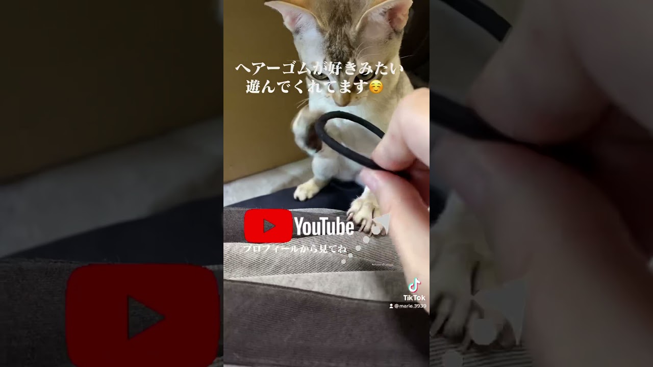 ヘアーゴムが大好きな【シンガプーラ】の【子猫】遊んでくれてます