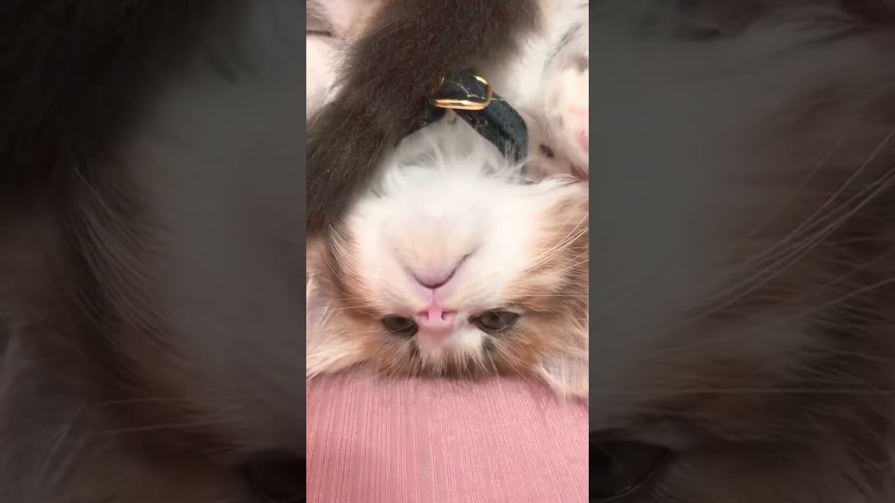 ミヌエットの子猫をアップにしてみたら可愛すぎた！ #shorts #ペット #ミヌエット