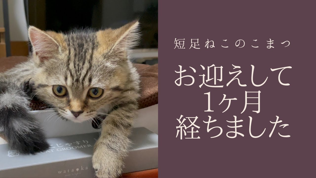 【短足仔猫】こまつが家に来てから1ヶ月が経ちました #Shorts