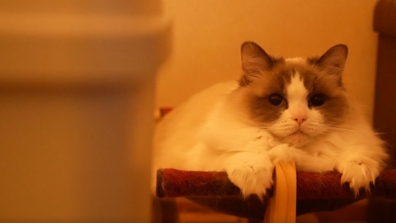 一人暮らしでラグドールを飼っている独身男～猫と過ごす平日の夜～