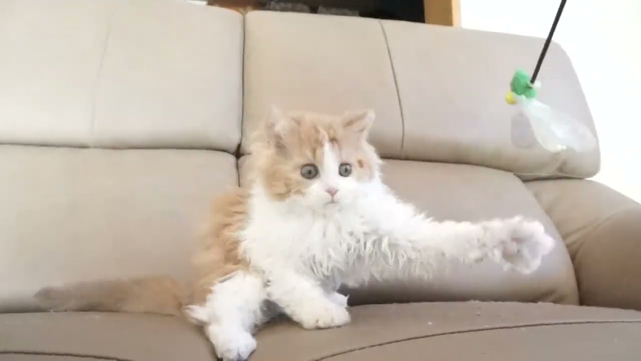 セルカークレックス子猫　2022.9.30産まれ 　レッド＆ホワイト　ロング　女の子　シーダキャット猫のお店