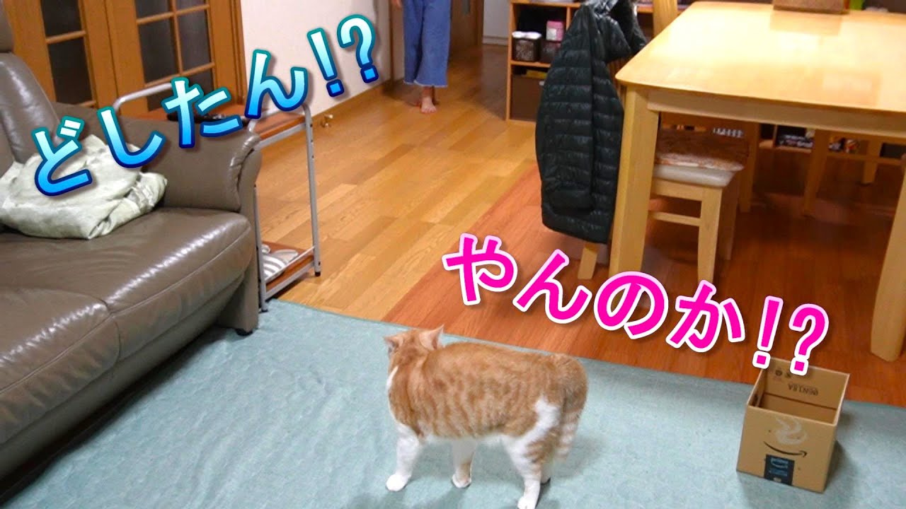 やんのか猫にあったかグッズをプレゼントしました【スコティッシュフォールド】【アビシニアン】