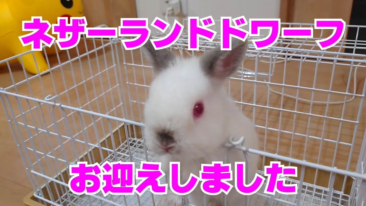 念願の白いうさぎをお迎えしました。