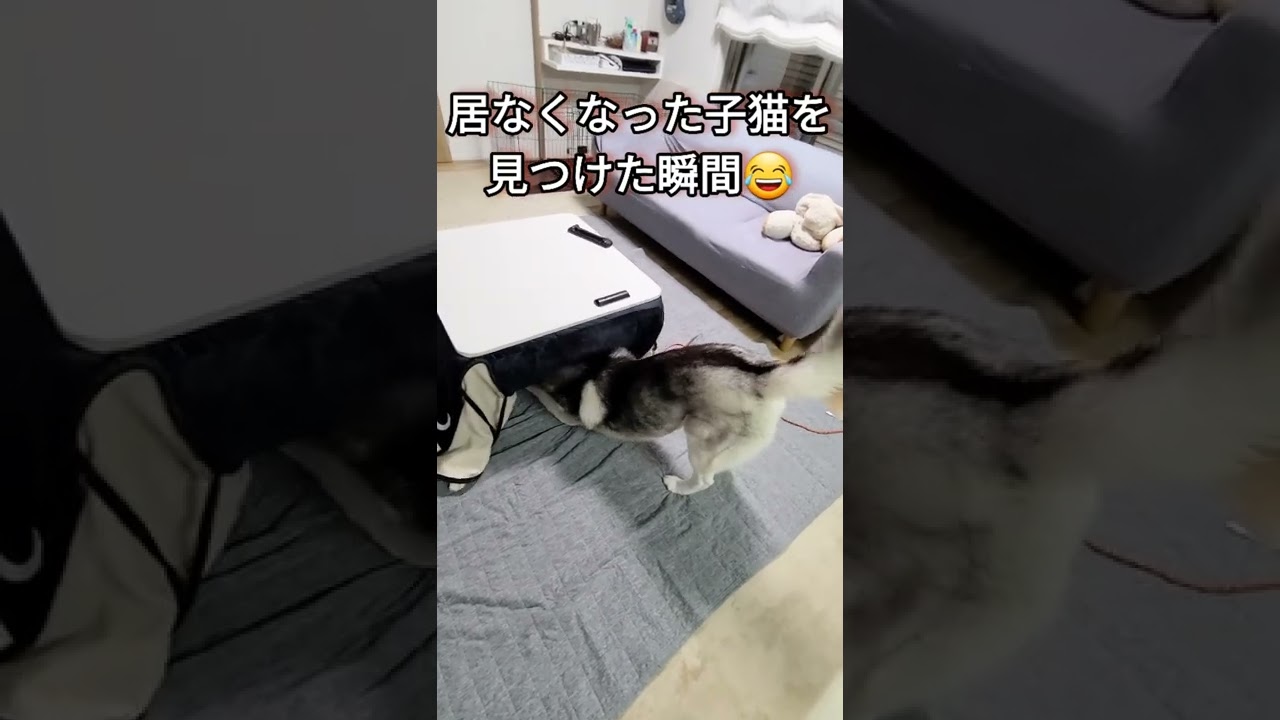 家出したと思った子猫を発見した瞬間のハスキー犬がこちら#shorts