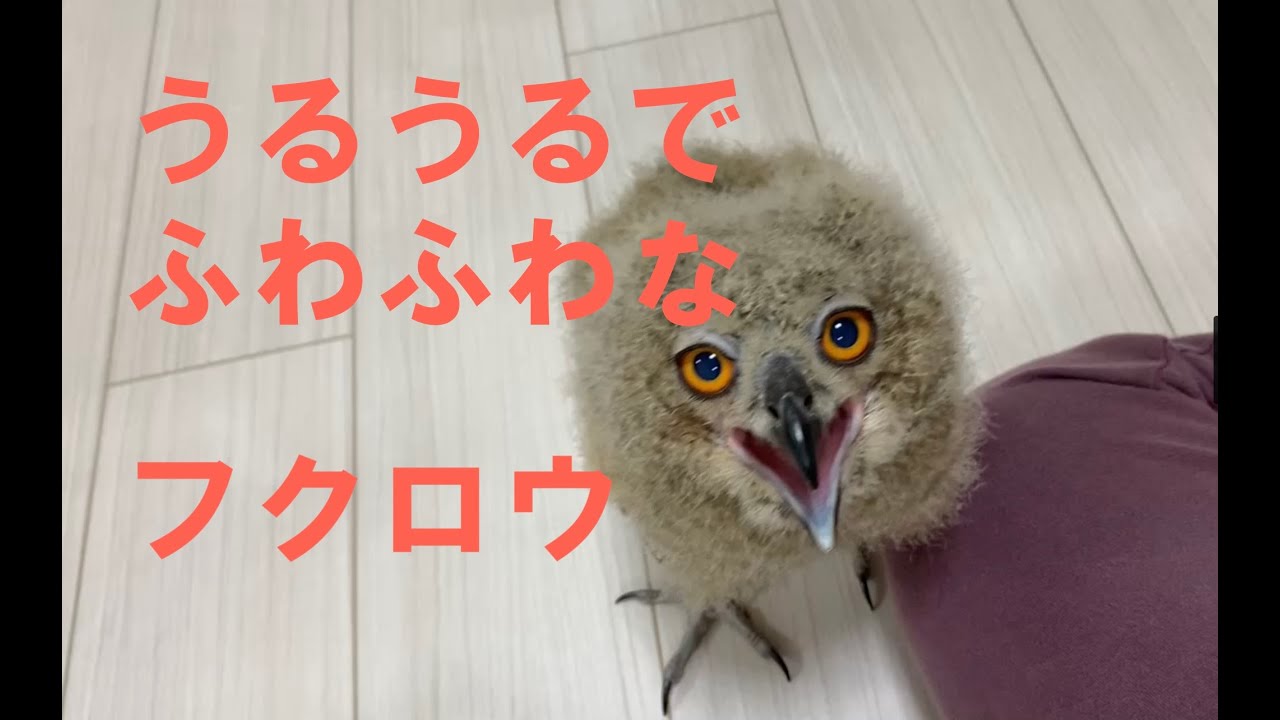 【ベンガルワシミミズク】#10 羽根が生えてきたフクロウ雛に餌やり Indian eagle-owl