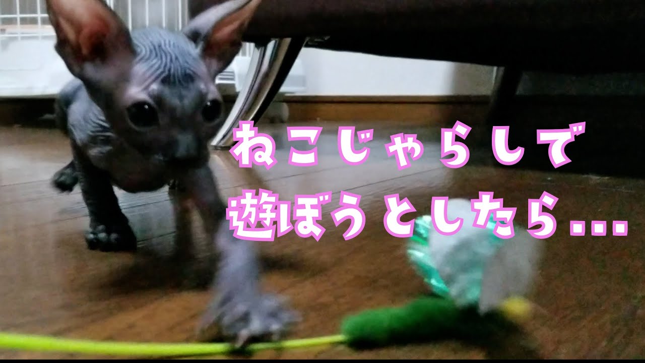 スフィンクス猫のアルくん ねこじゃらしで遊ぼうとしたら...
