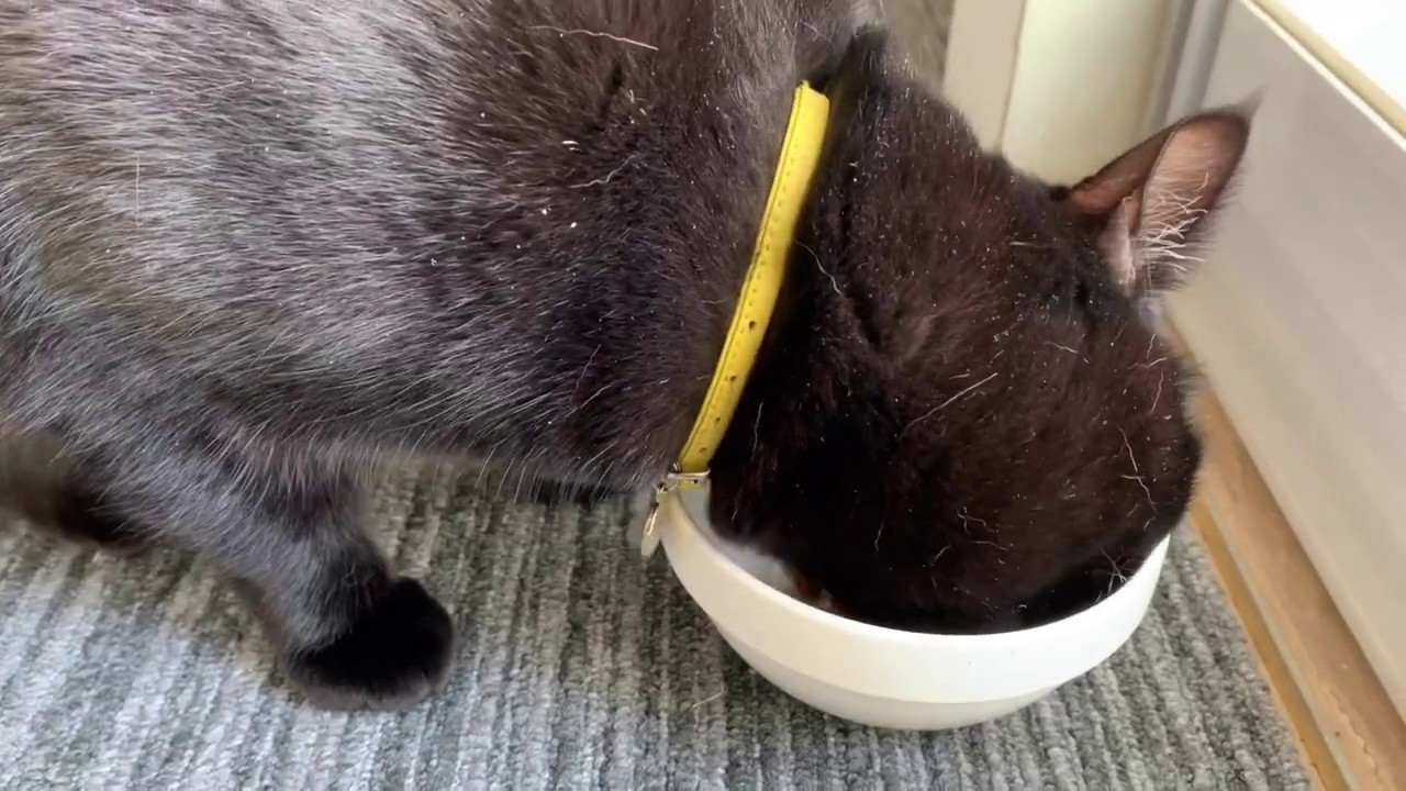 猫のお昼ごはんタイム☆黒猫ボンベイ